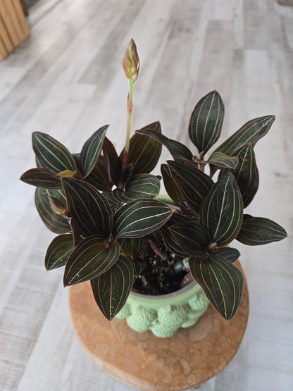 Ludisia Discolor