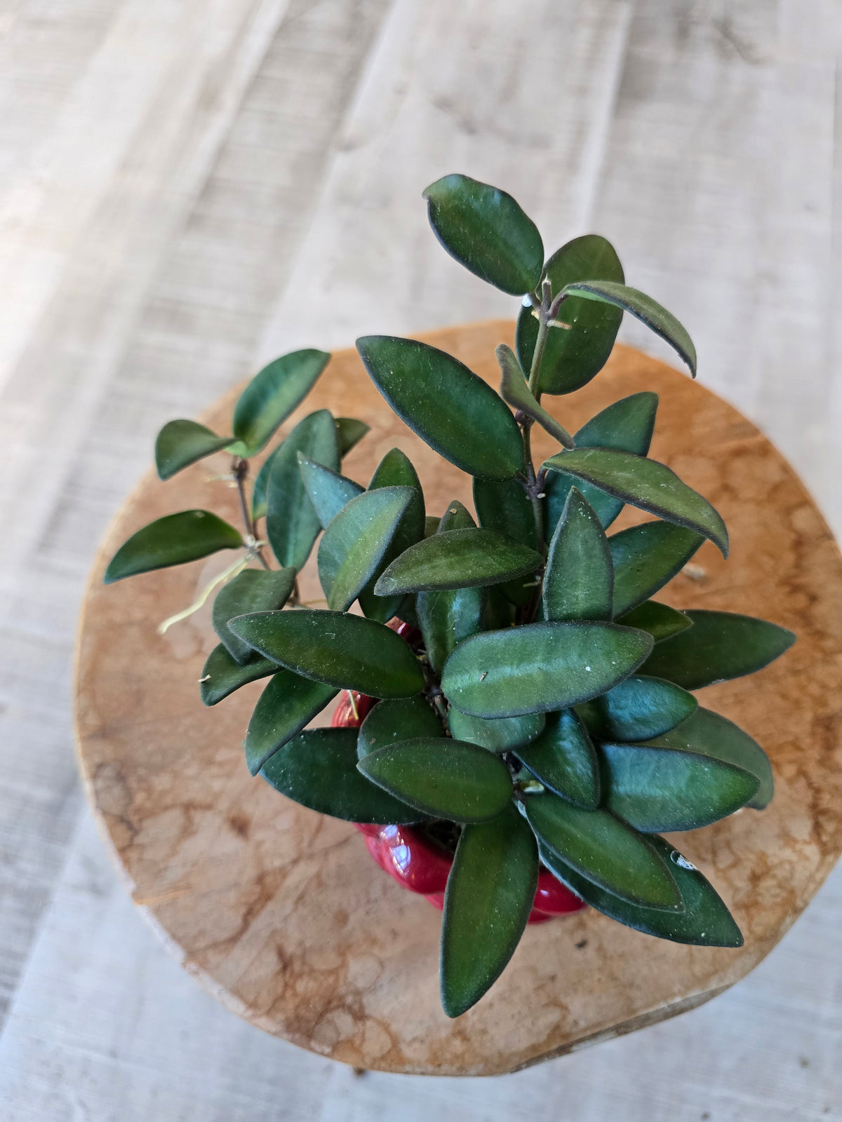 Hoya 'Rosita' 'S'