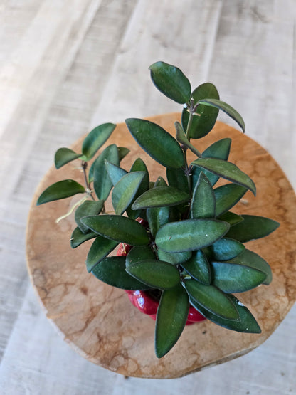 Hoya 'Rosita' 'S'