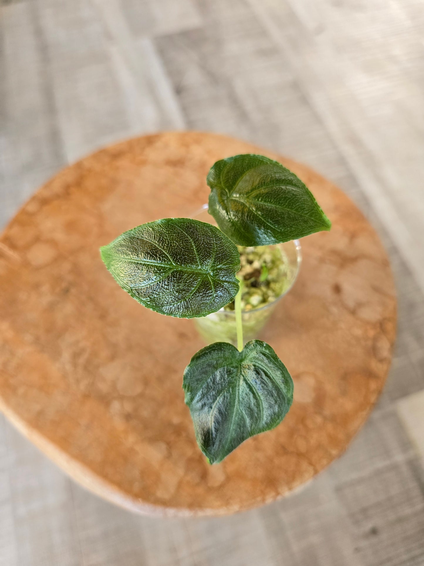 Alocasia Antoro Velvet (JP)