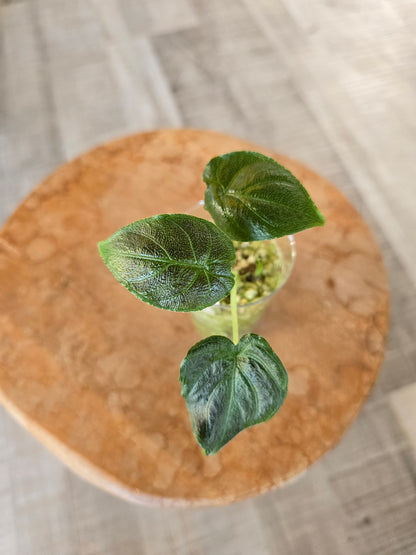 Alocasia Antoro Velvet (JP)