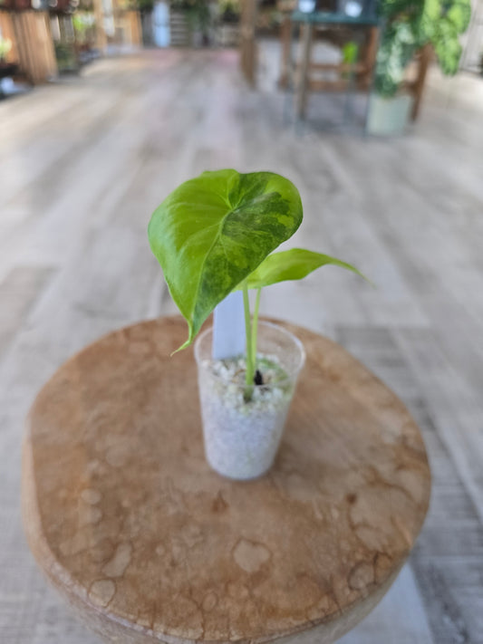 Alocasia Macrorrhiza aurea variegata (JP)