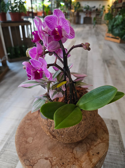Phalaenopsis Arrangement in Kokodama
