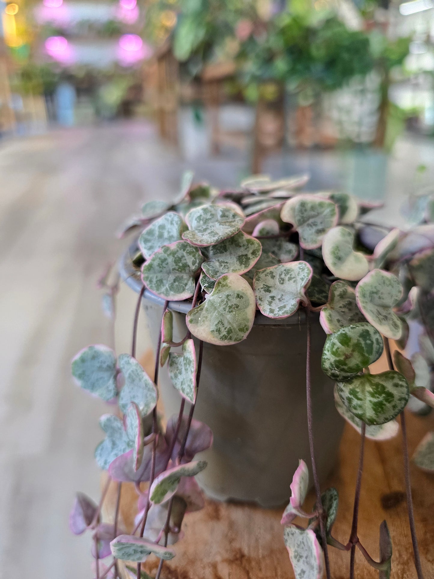 Ceropegia Woodii variegata - String of Hearts