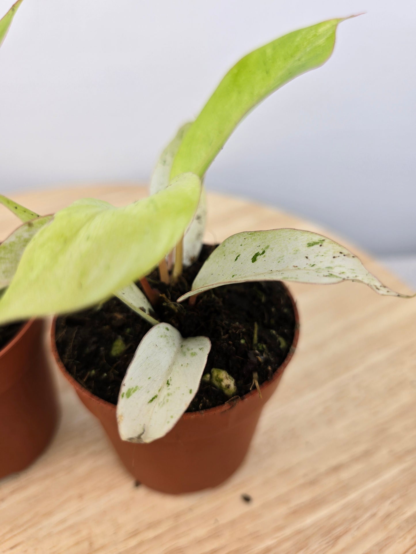 Philodendron 'Snowdrift'