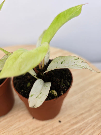 Philodendron 'Snowdrift'