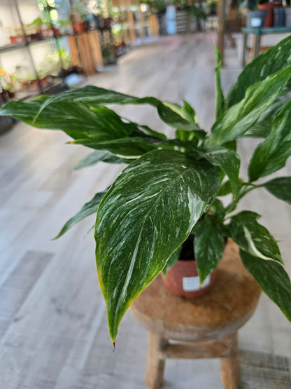 Spathiphyllum diamond