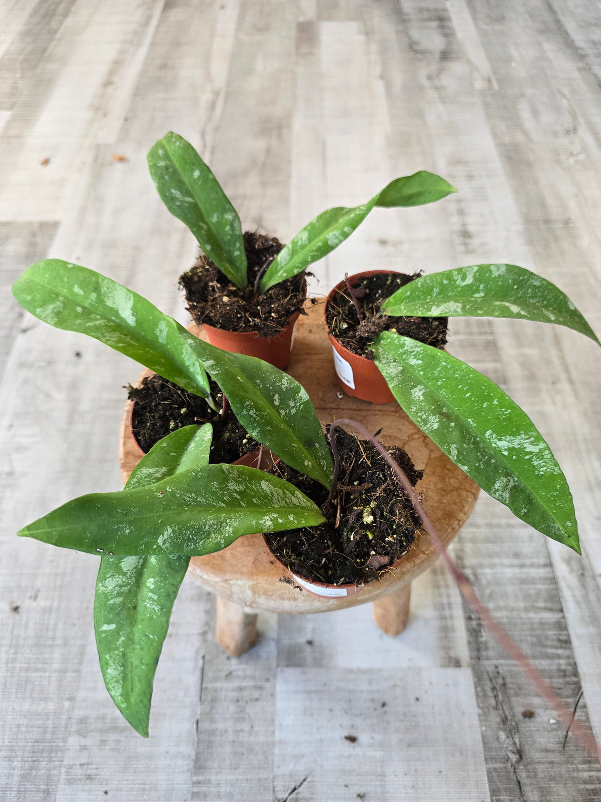 Hoya kaikoeana Splash sp. Dahlia
