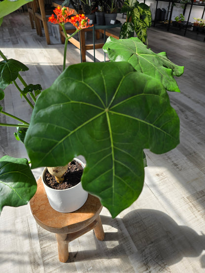 Jatropha Podagrica