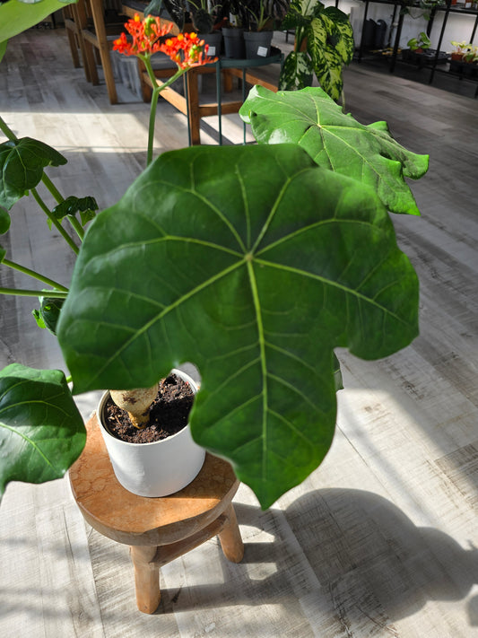 Jatropha Podagrica