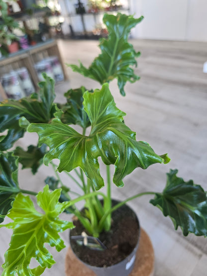 Philodendron Atlantis