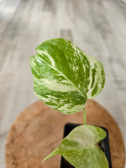 Monstera Borsigiana albo variegata