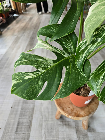 Monstera deliciosa variegata