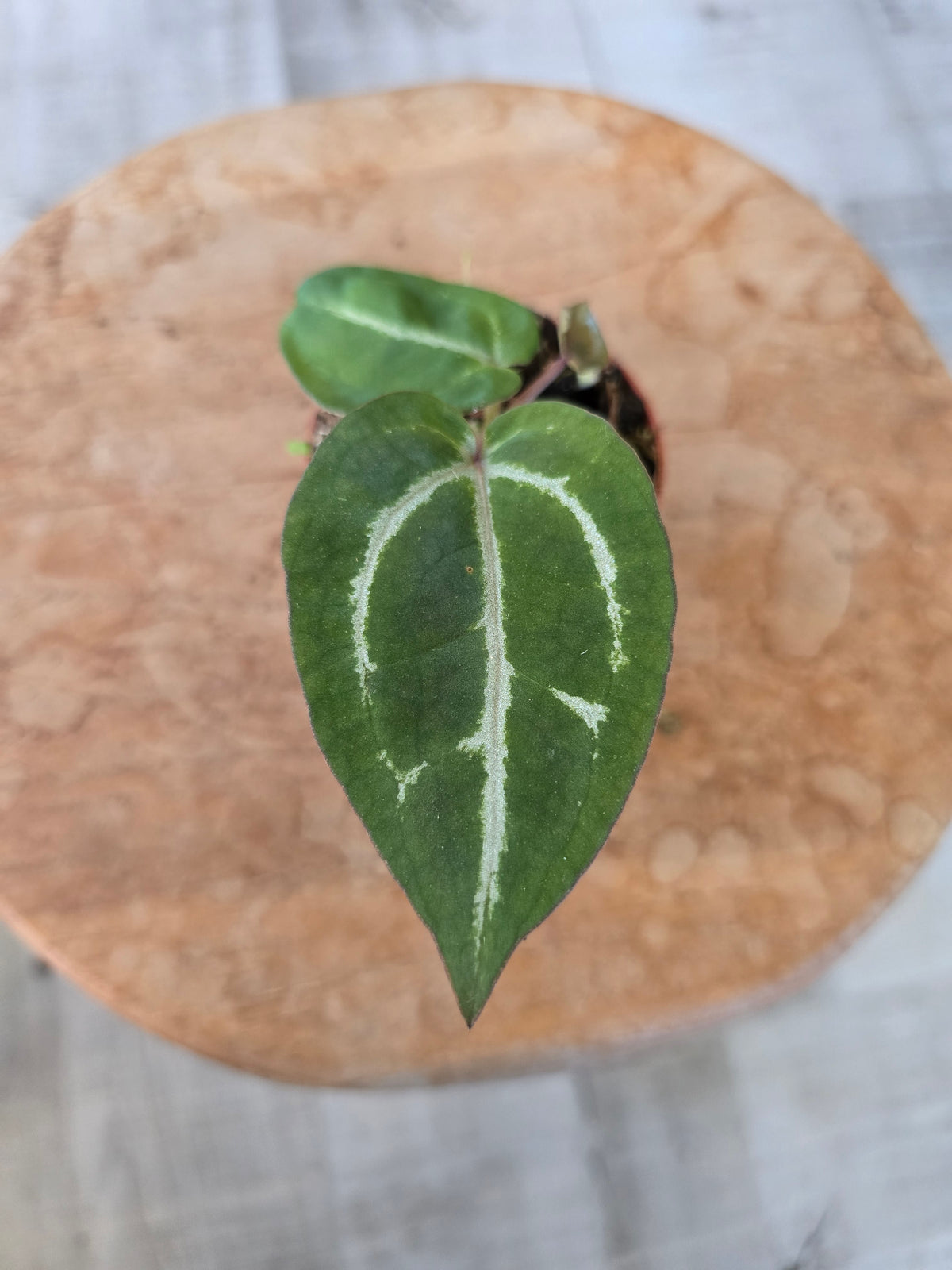 Anthurium Michelle x (Zara x Michelle)