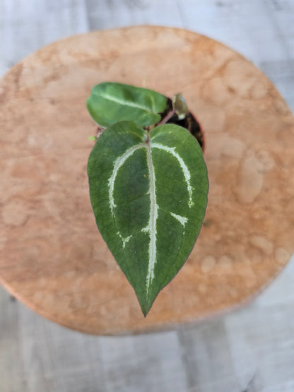Anthurium Michelle x (Zara x Michelle)