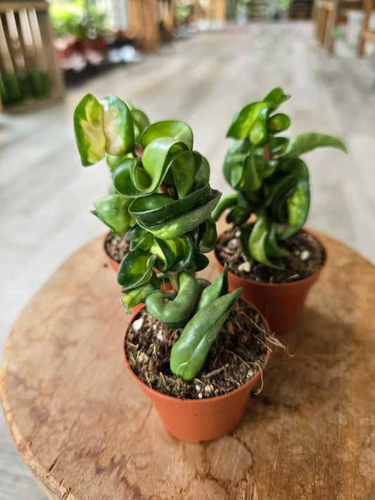 Hoya carnosa Compacta 'Mauna Loa'