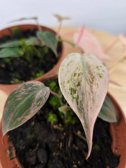 Philodendron scandens micans pink marble variegata