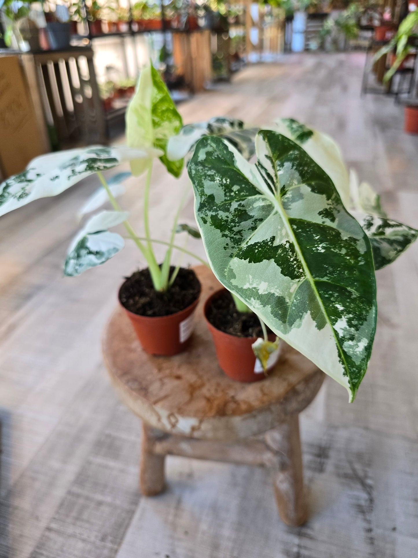 Alocasia micholitziana 'Frydek Variegata'