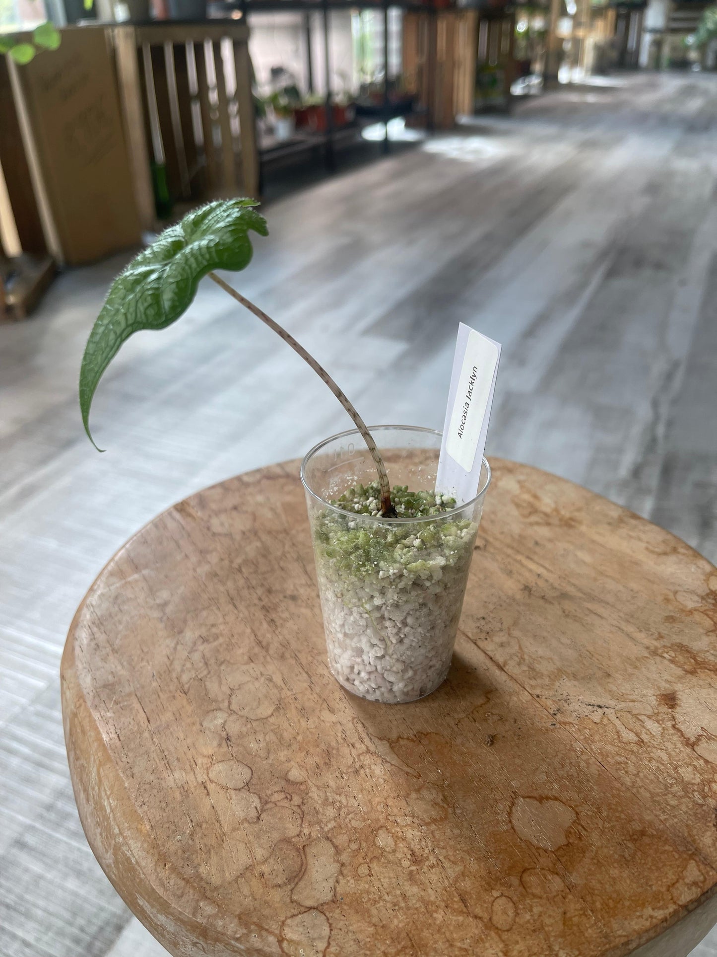 Alocasia Jacklyn (JP)
