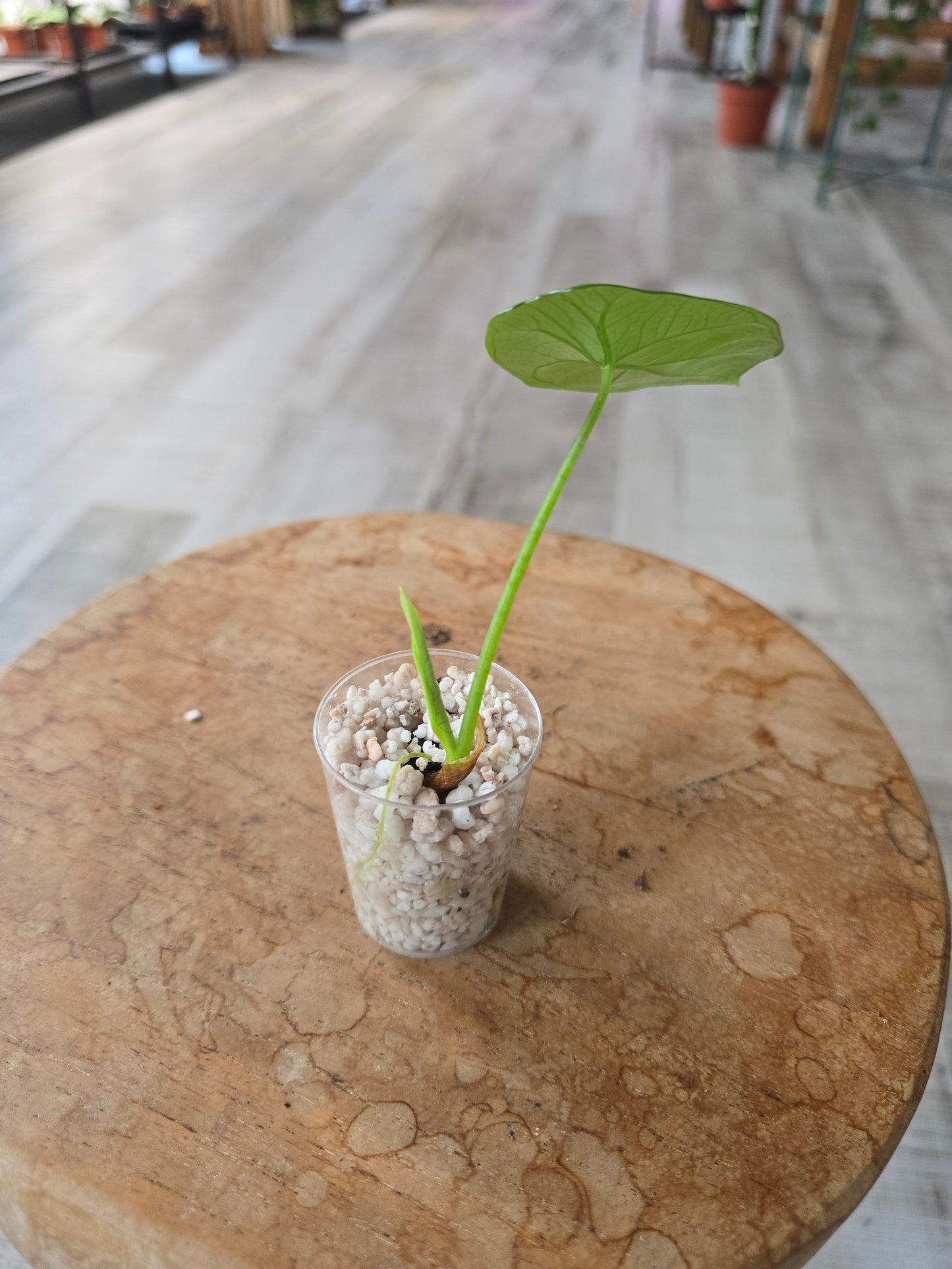 Alocasia Sinuata (JP)