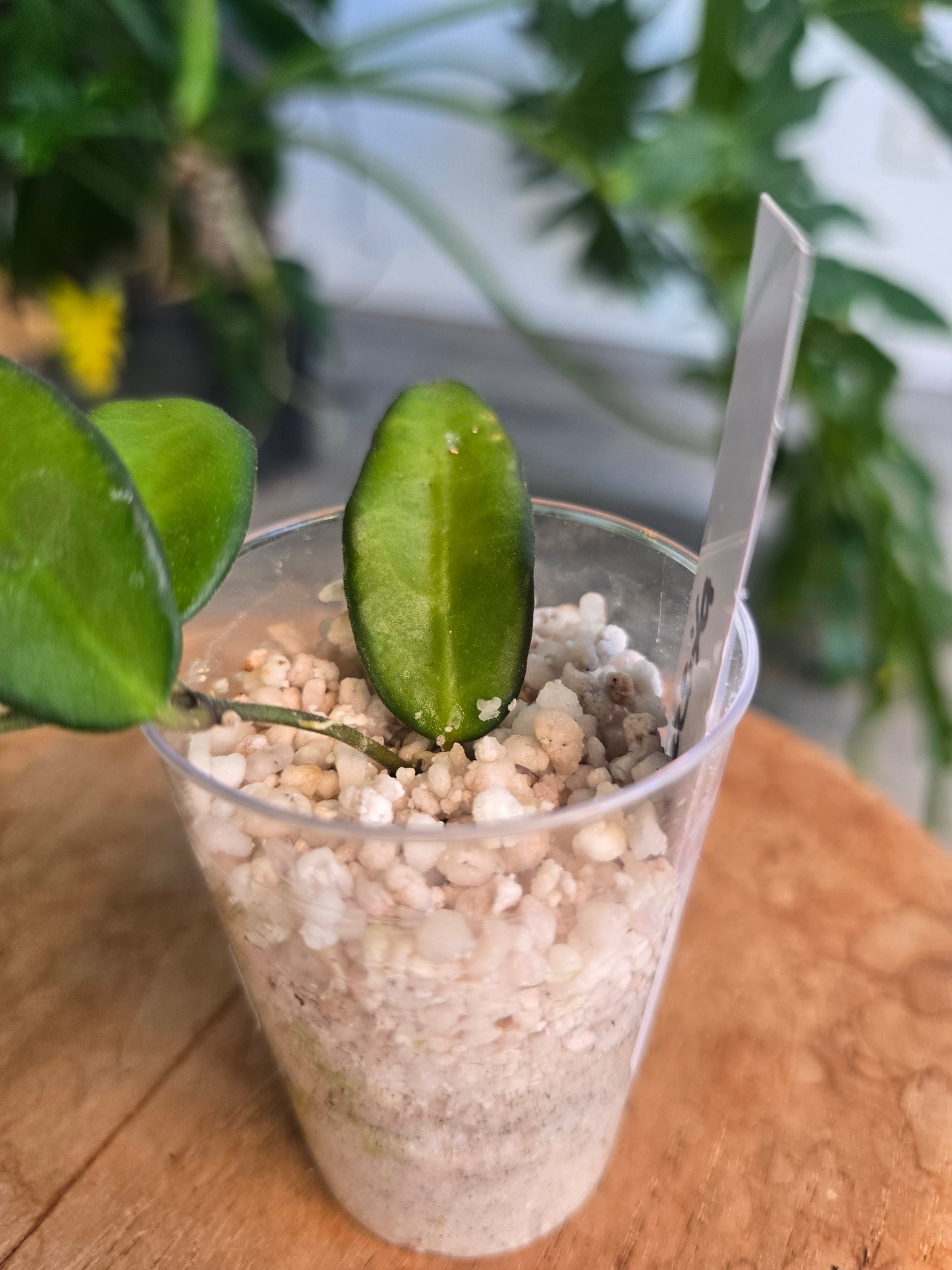 Hoya Rosita (RC)