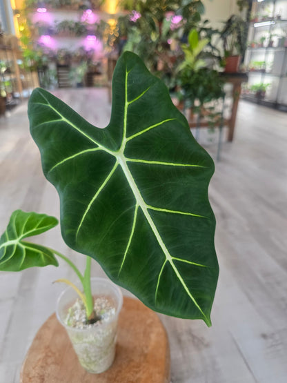 Alocasia Frydek (JP)