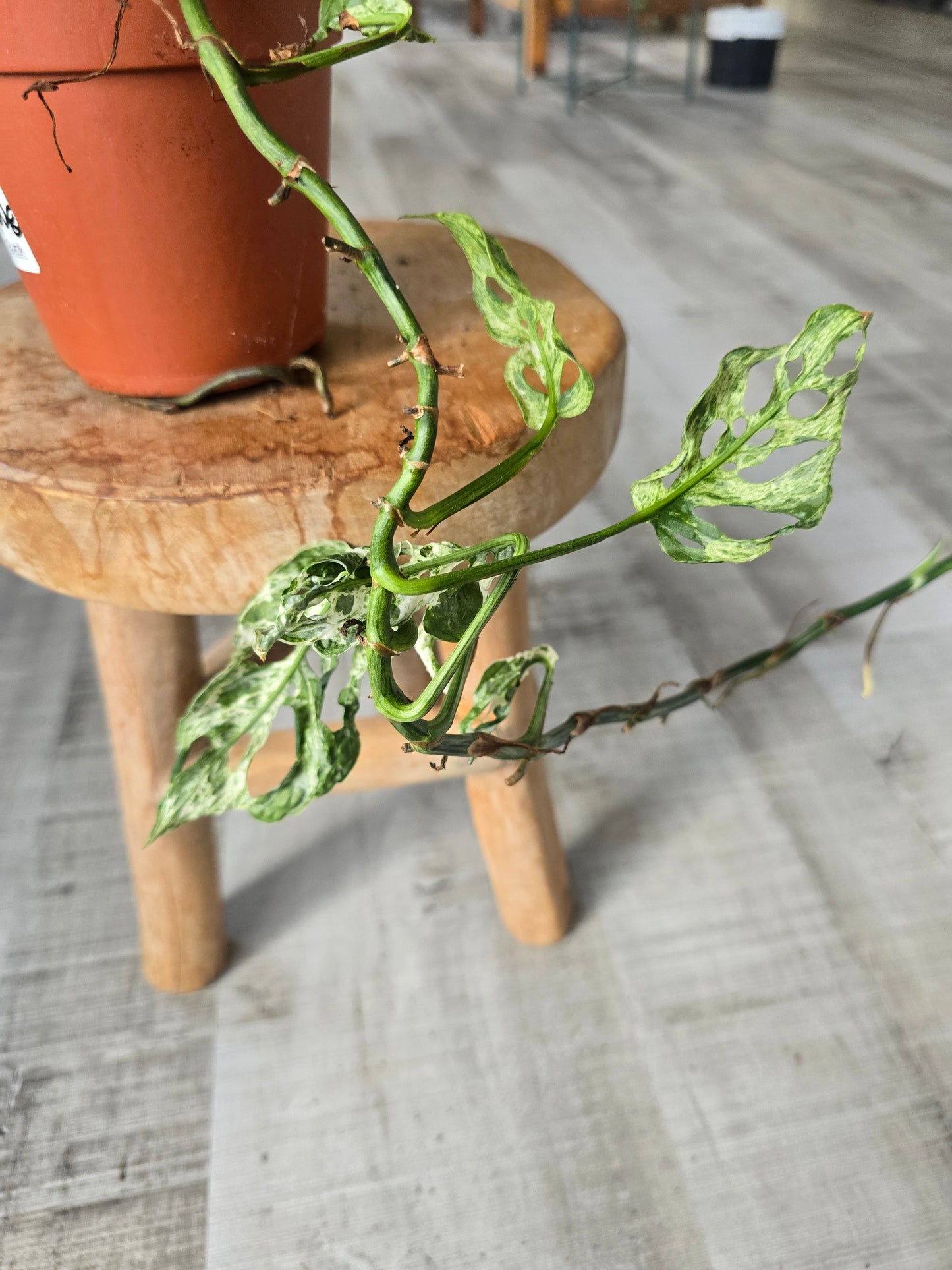 Monstera Frozen Freckles (SC1)