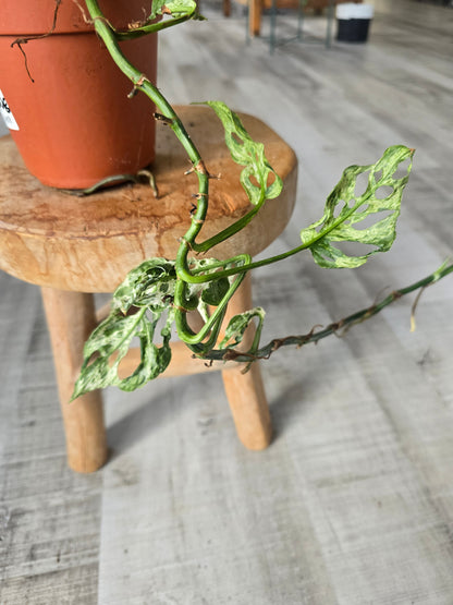 Monstera Frozen Freckles (SC1)