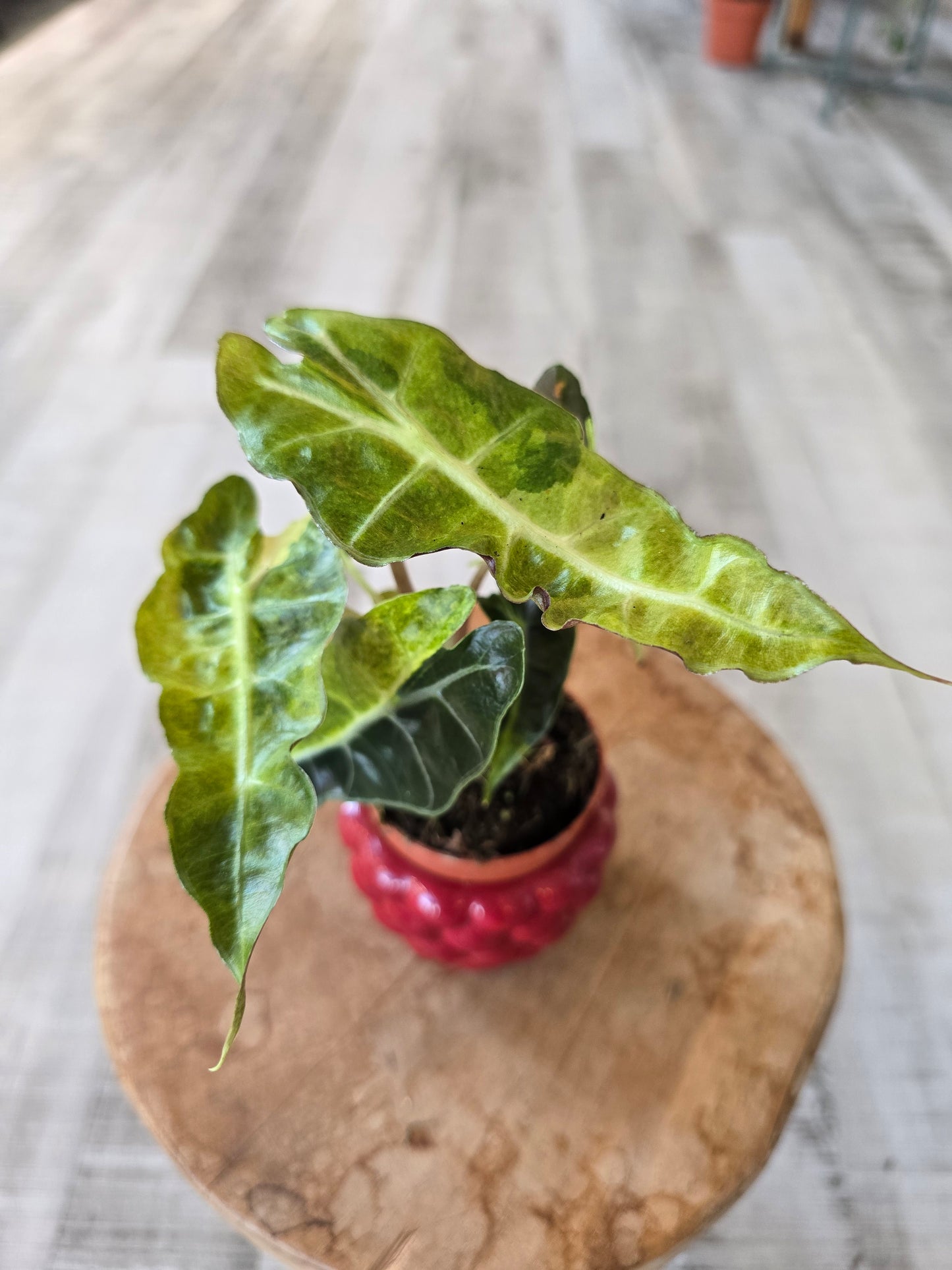 Alocasia Polly 'aurea variegata'