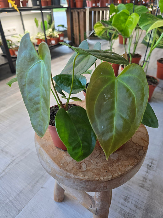 Anthurium Napo