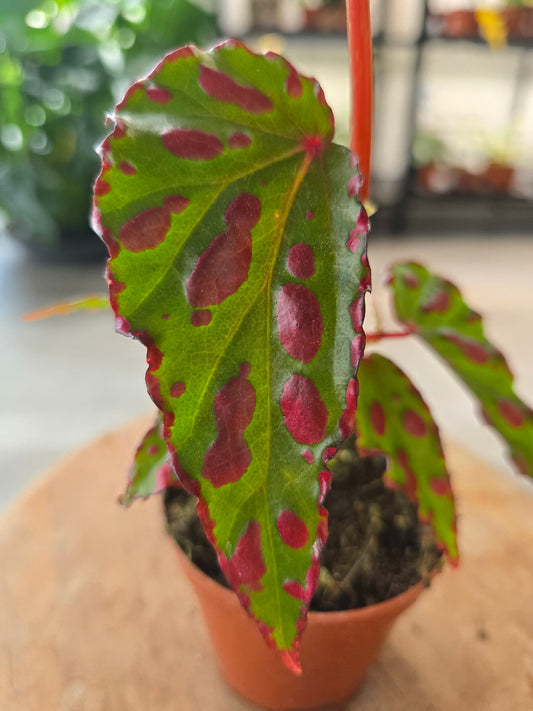Begonia Pink Dottie