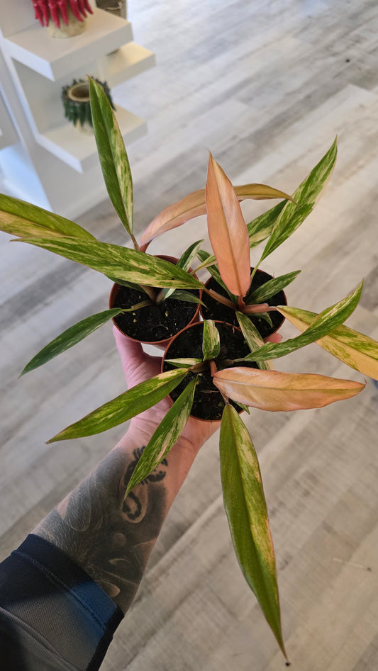 Philodendron Caramel Marble