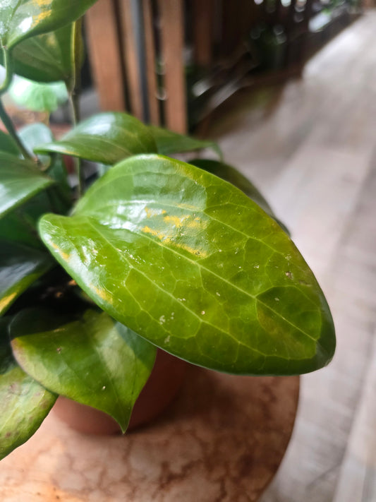Hoya quinquenervia ‘Star of Madura’