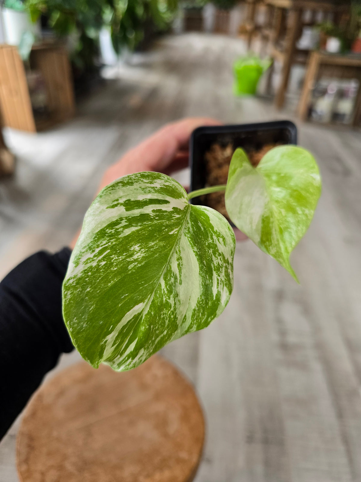Monstera Borsigiana albo variegata