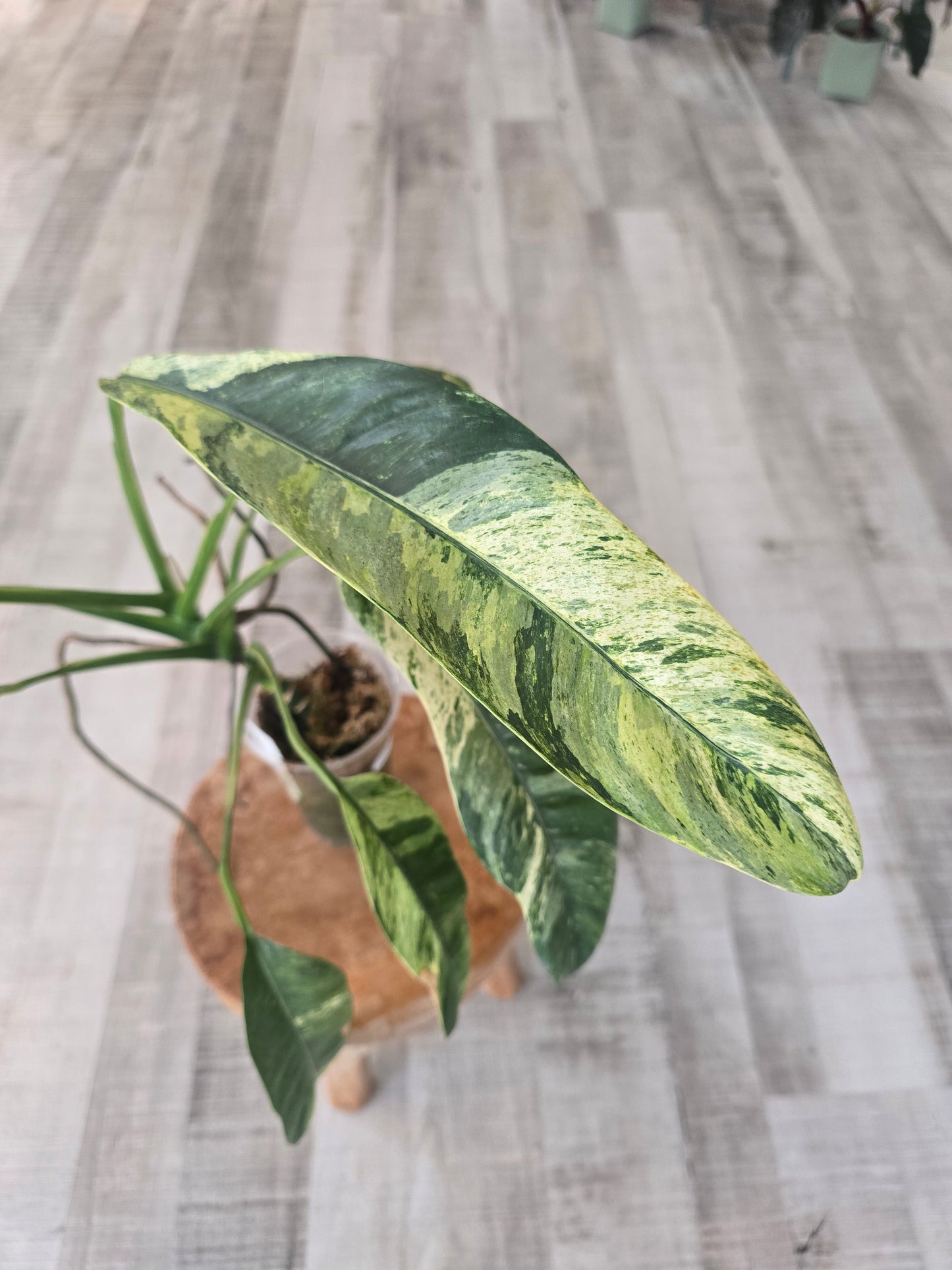 Epipremnum Giganteum variegata