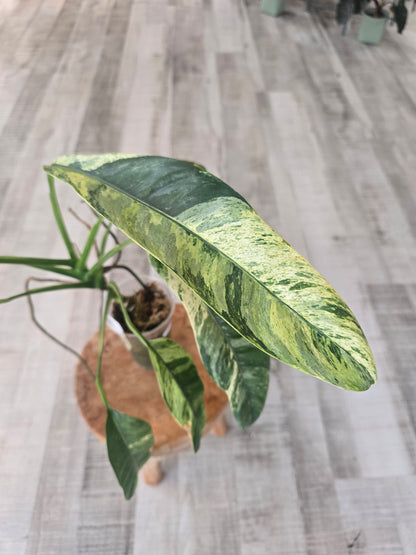 Epipremnum Giganteum variegata