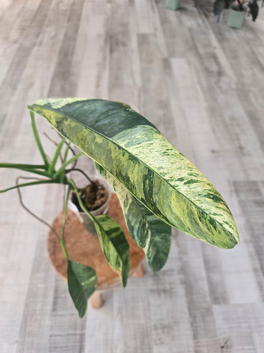 Epipremnum Giganteum variegata