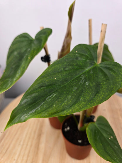 Philodendron 'Majestic'