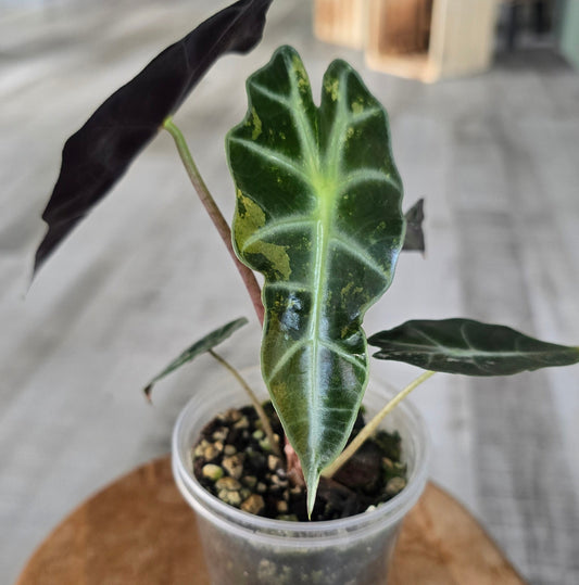 Alocasia Polly variegata (low variegated P1)