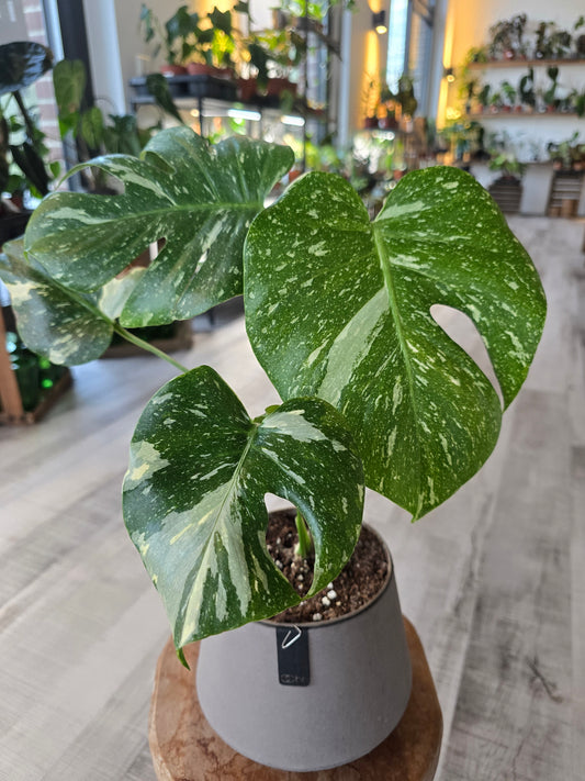 Monstera Thai Constellation 'M'