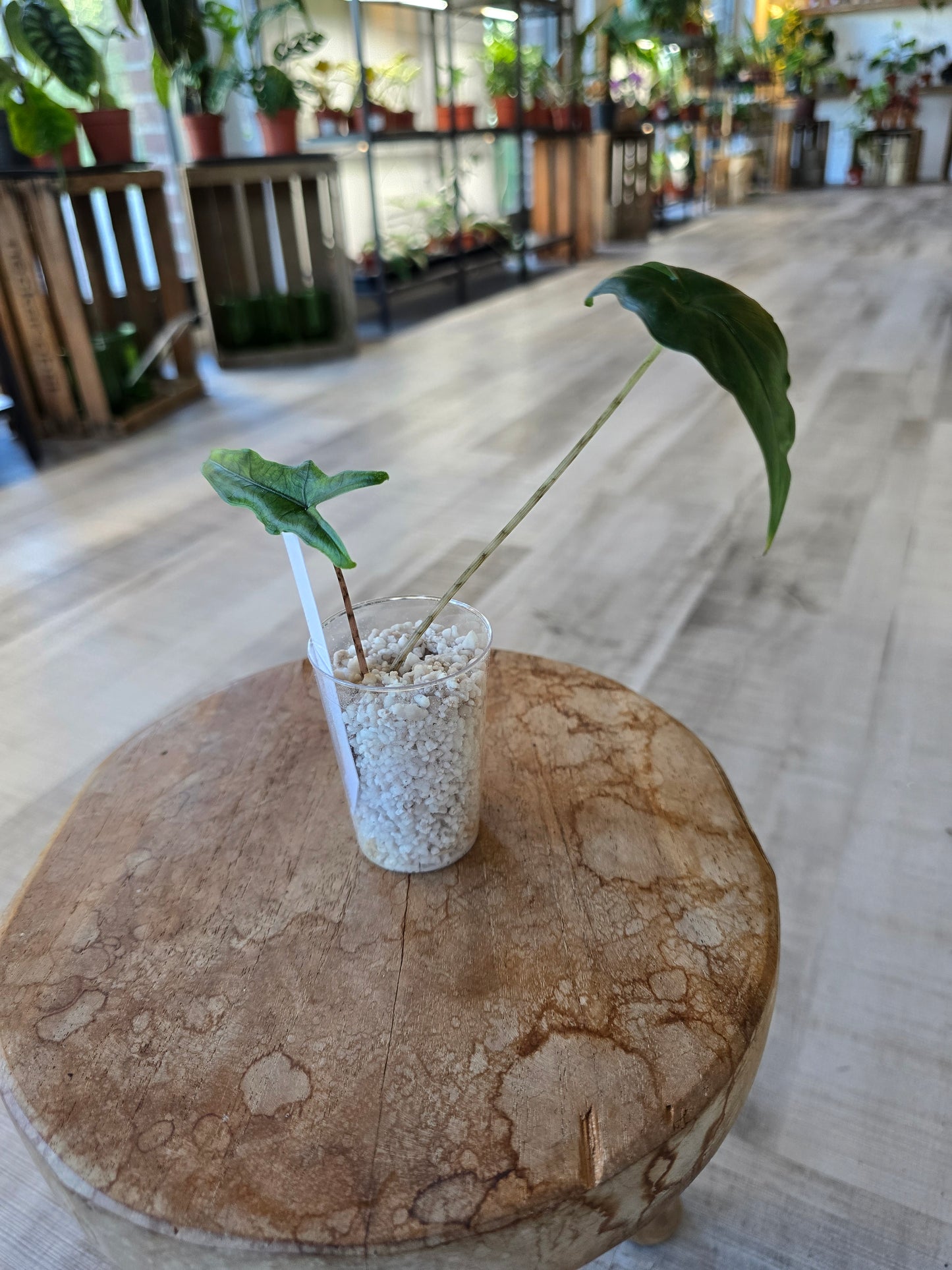 Alocasia Sabrina Narrow (JP)