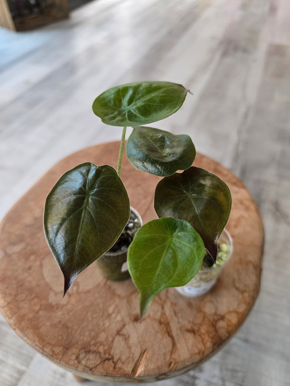 Alocasia Wentii (JP)