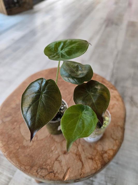 Alocasia Wentii (JP)