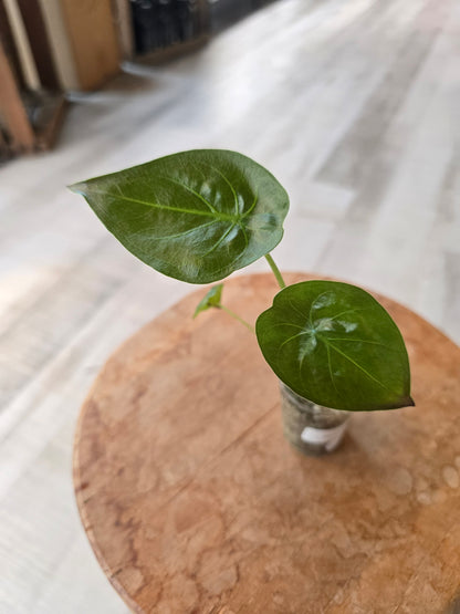 Alocasia Wentii (JP)