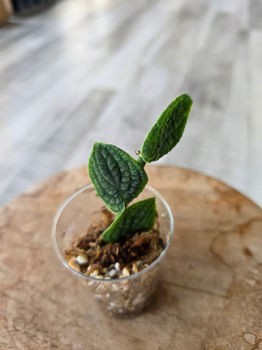 Rhaphidophora Tenuis Silver (RC)