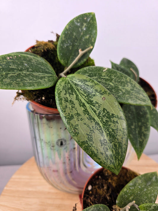 Hoya wibergiae