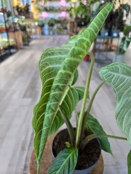Xanthosoma Lindenii Mint