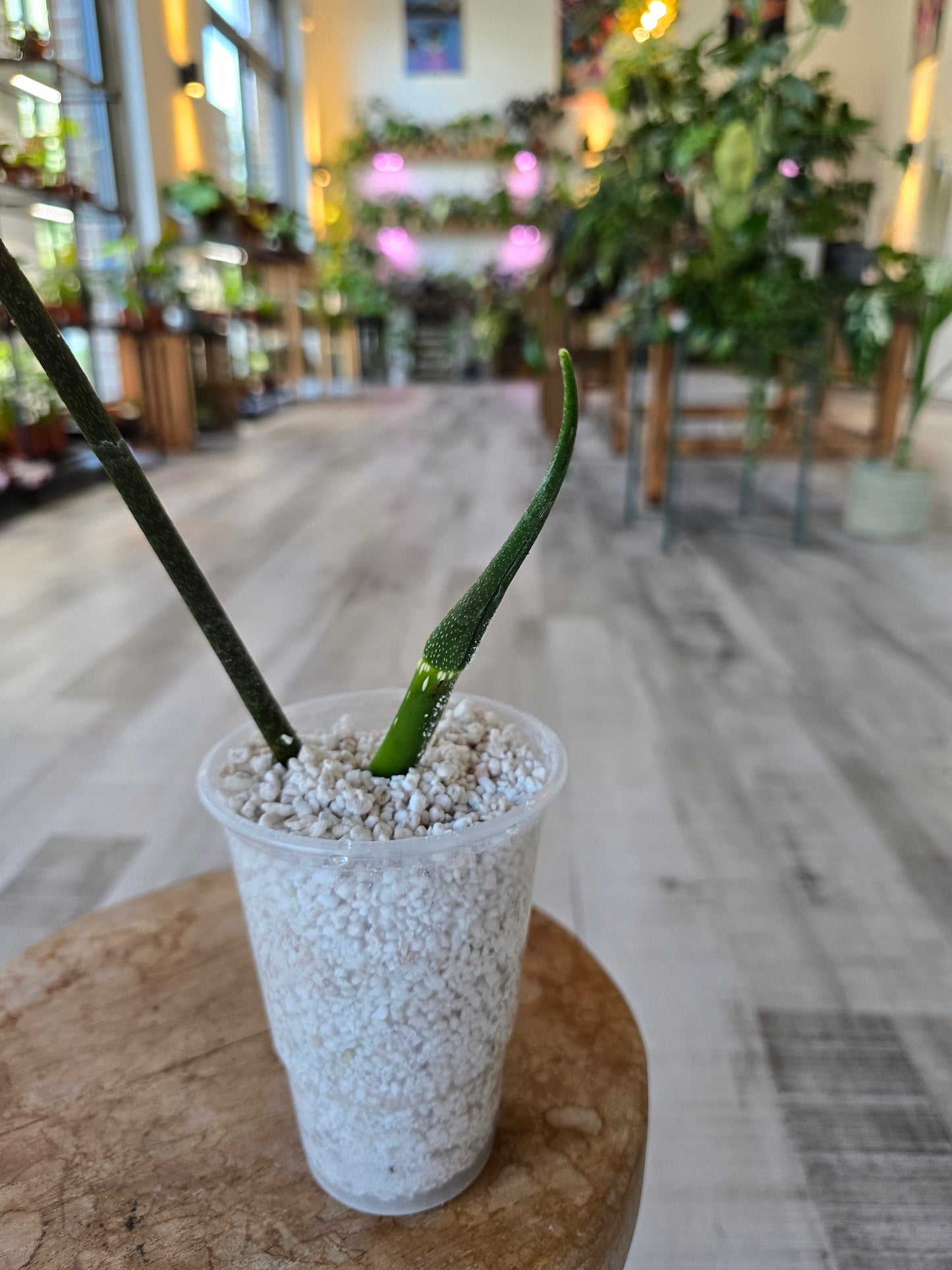 Philodendron Splendid (RC)