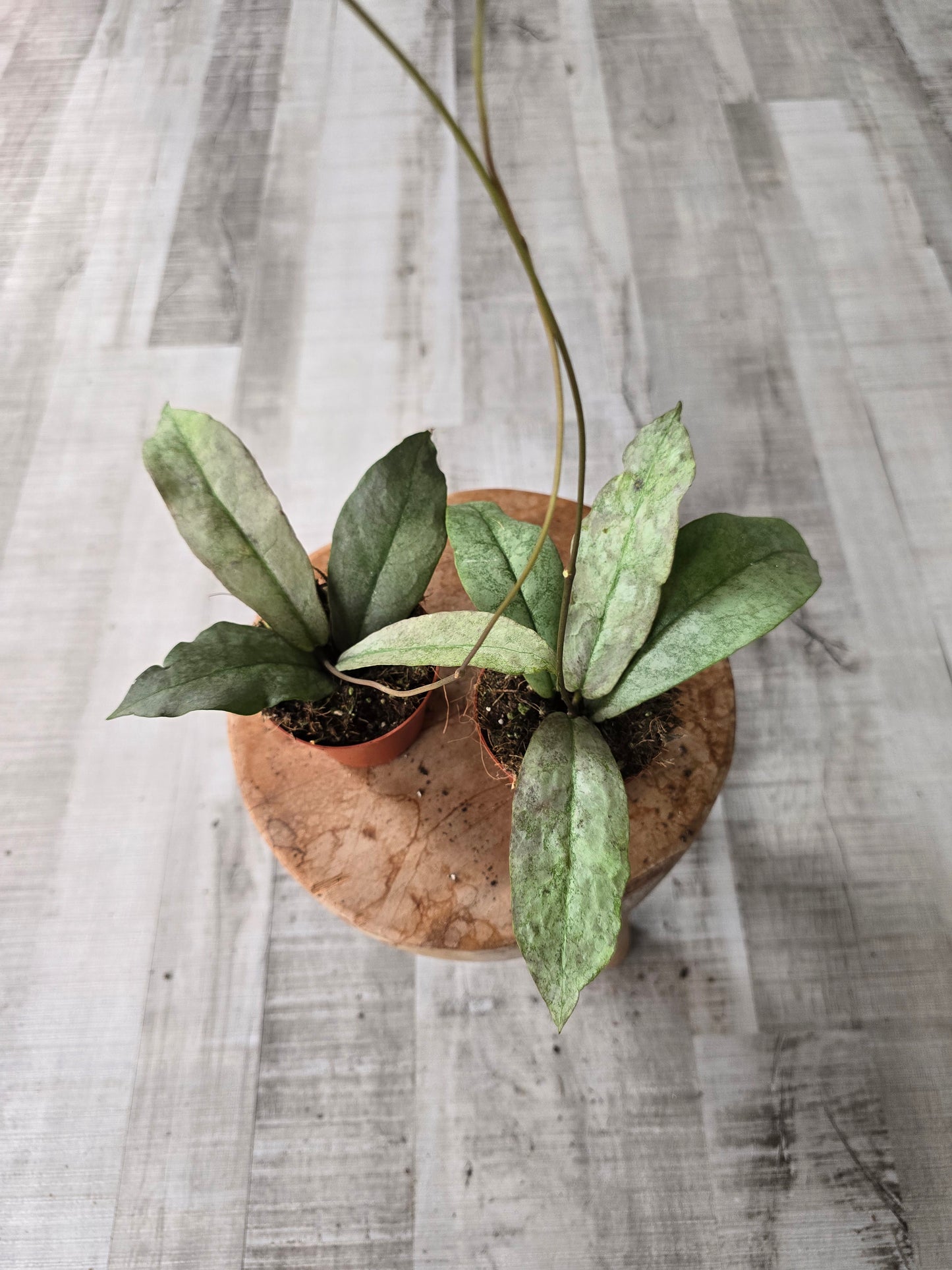 Hoya Mitrata silver