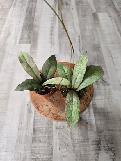 Hoya Mitrata silver